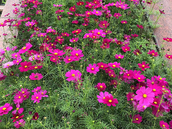 抚顺仿真鲜花|公司植物摆设设计